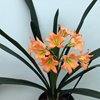 Кливии (Clivia)